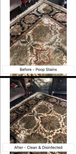 removing pet stains from a wool rug